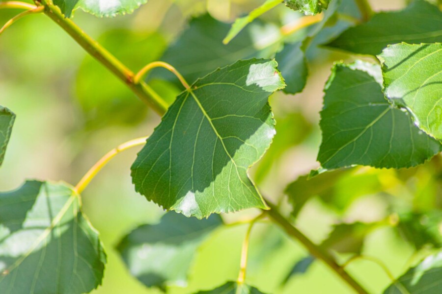 Populus nigra 'Italica' BE 4-6 P/K Populus nigra 'Italica' Stammbusch 4-6