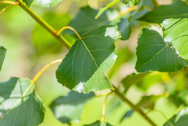 Populus nigra 'Italica' stammbusch 12/14