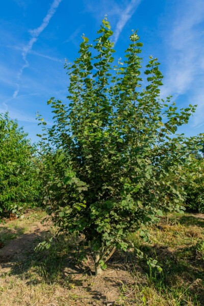 Populus tremula