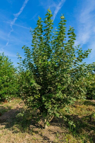 Populus tremula Populus tremula