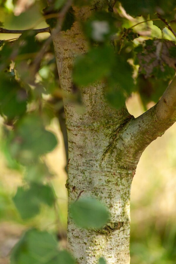 Populus tremula Populus tremula
