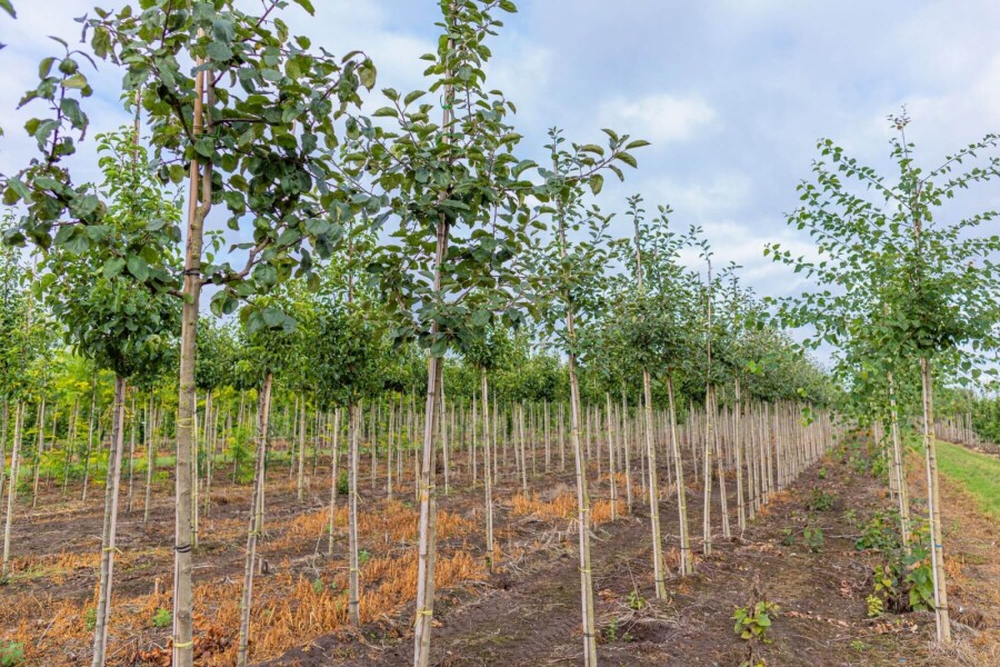 Populus tremula HO 10/12 P/K Populus tremula Hochstamm 10/12