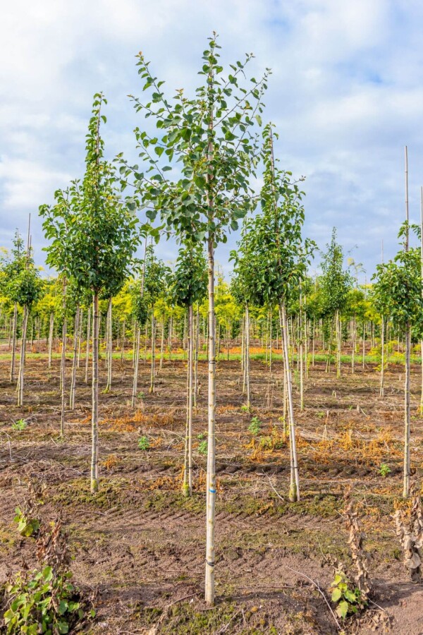 Populus tremula HO 10/12 P/K Populus tremula Hochstamm 10/12