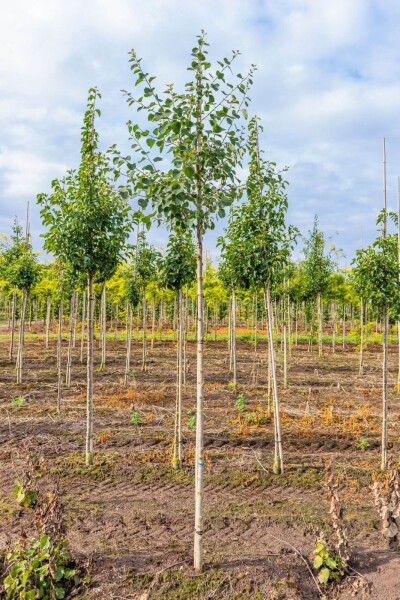 Populus tremula Hochstamm Populus tremula Hochstamm