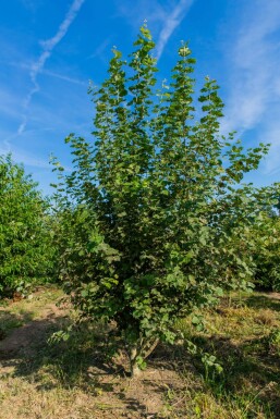 Populus tremula mehrstämmig 250-300