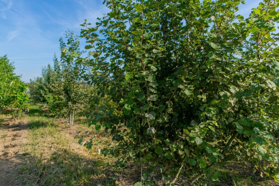 Populus tremula ME 250-300 P/K Populus tremula Mehrstämmig 250-300