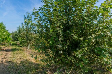 Populus tremula ME 250-300 P/K Populus tremula Mehrstämmig 250-300