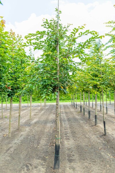 Prunus 'Accolade' Prunus 'Accolade'
