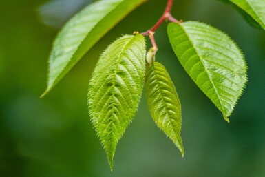 Prunus 'Accolade' Prunus 'Accolade'