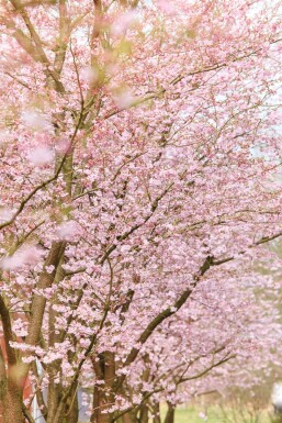 Prunus 'Accolade' hochstamm 180 cm