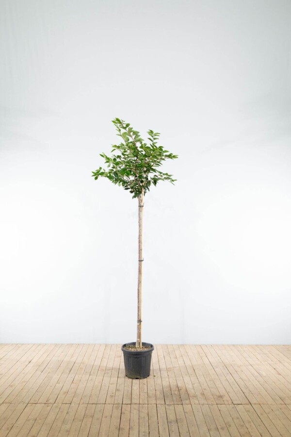 Sierkers Prunus 'Accolade' Hoogstam P Prunus 'Accolade' hoogstam 180 cm