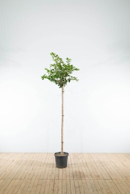 Sierkers Prunus 'Accolade' Hoogstam P Prunus 'Accolade' hoogstam 180 cm