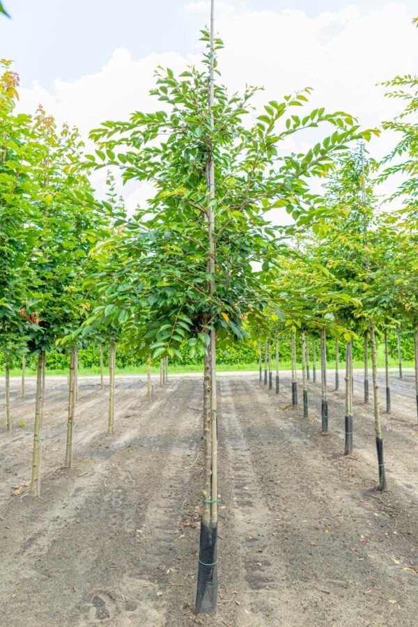 Sierkers Prunus 'Accolade' Hoogstam P Prunus 'Accolade' hoogstam 180 cm