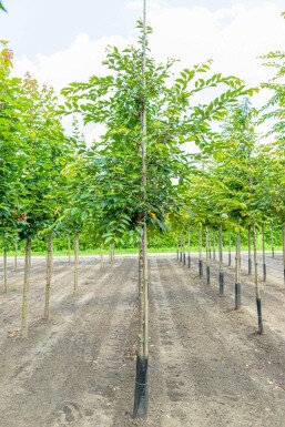 Sierkers Prunus 'Accolade' Hoogstam P Prunus 'Accolade' hoogstam 180 cm