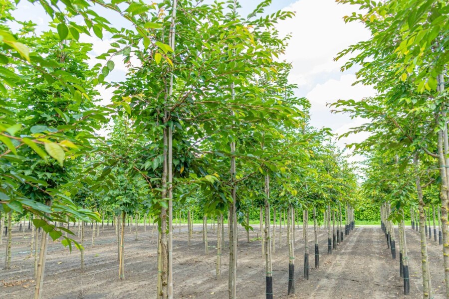 Prunus 'Accolade' HO 180 cm Prunus 'Accolade' Hochstamm 180 cm