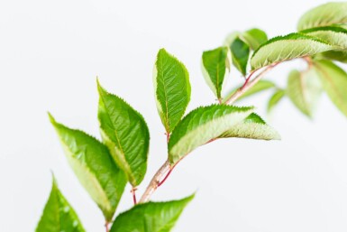 Sierkers Prunus 'Accolade' Hoogstam P Prunus 'Accolade' hoogstam 180 cm