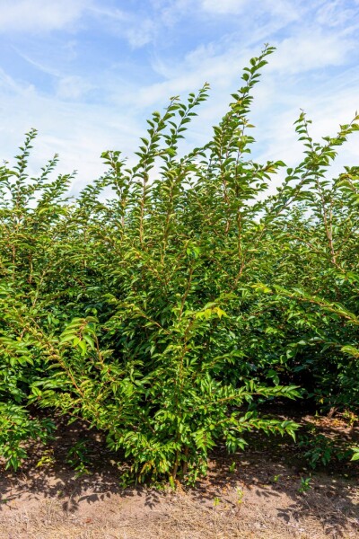 Prunus 'Accolade' mehrstämmig