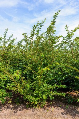 Prunus 'Accolade' mehrstämmig 200-250