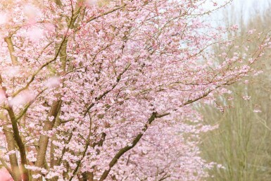 Prunus 'Accolade' mehrstämmig 200-250