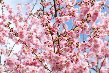 Prunus 'Accolade' mehrstämmig 200-250