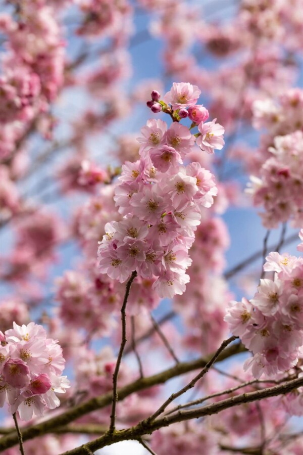Prunus 'Accolade' ME 200-250 P/K Prunus 'Accolade' Mehrstämmig 200-250