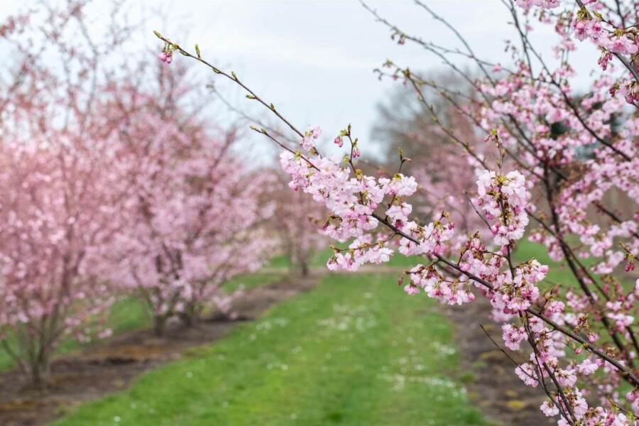 Prunus 'Accolade' ME 200-250 P/K Prunus 'Accolade' Mehrstämmig 200-250