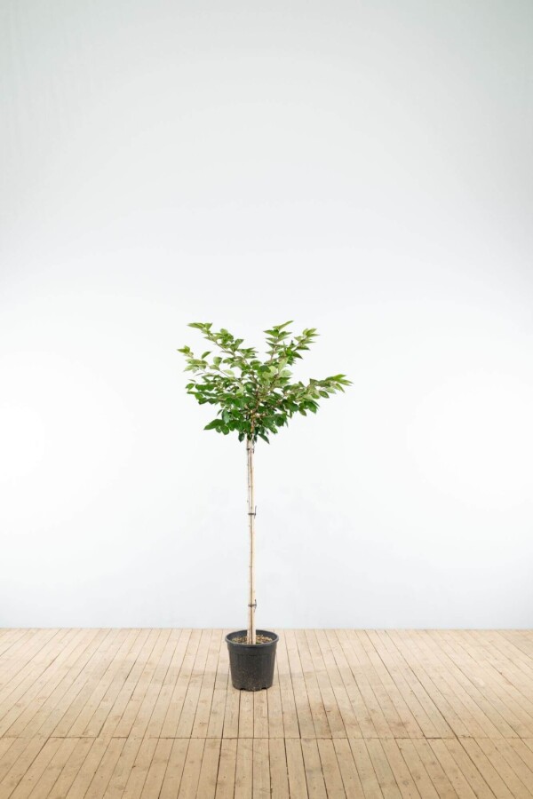 Prunus 'Accolade' HA 120 P/K Prunus 'Accolade' Halbstamm 120cm Stamm