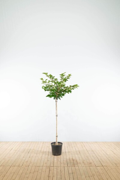 Prunus 'Accolade' halfstam Prunus 'Accolade' halfstam