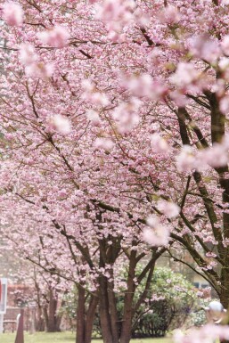 Prunus 'Accolade' halbstamm 120cm Stamm