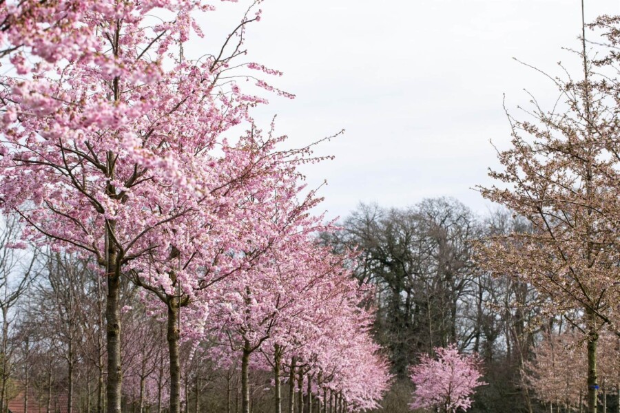 Prunus 'Accolade' HA 120 P/K Prunus 'Accolade' Halbstamm 120cm Stamm
