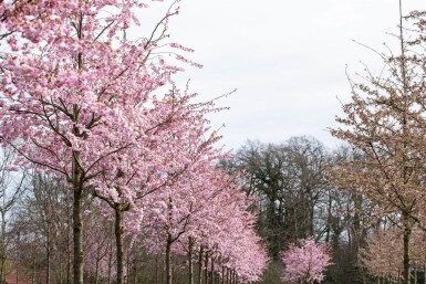 Prunus 'Accolade' HA 120 P/K Prunus 'Accolade' Halbstamm 120cm Stamm