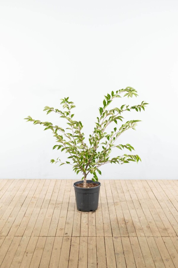 Prunus 'Accolade' ST 80-100 P/K Prunus 'Accolade' Strauch 80-100