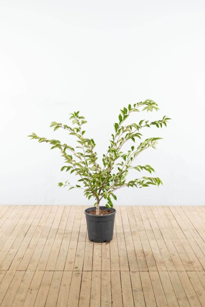 Prunus 'Accolade' Strauch Prunus 'Accolade' Strauch
