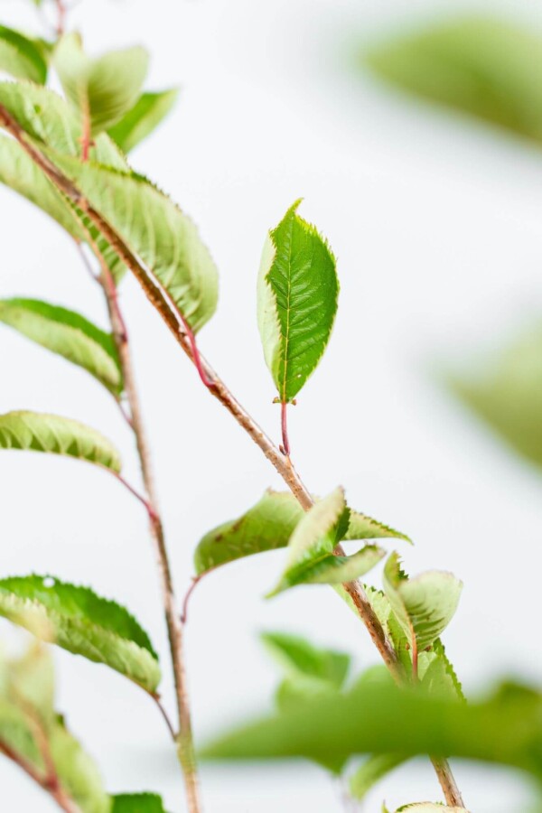 Prunus 'Accolade' ST 80-100 P/K Prunus 'Accolade' Strauch 80-100