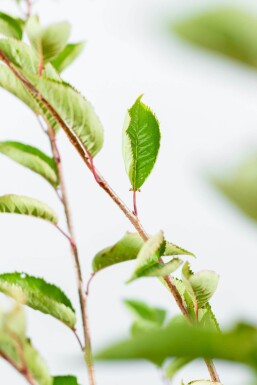 Prunus 'Accolade' strauch 80-100