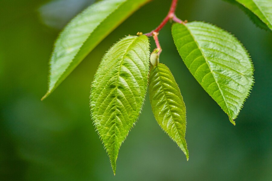 Prunus 'Accolade' ST 80-100 P/K Prunus 'Accolade' Strauch 80-100