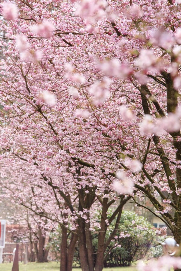 Prunus 'Accolade' ST 80-100 P/K Prunus 'Accolade' Strauch 80-100