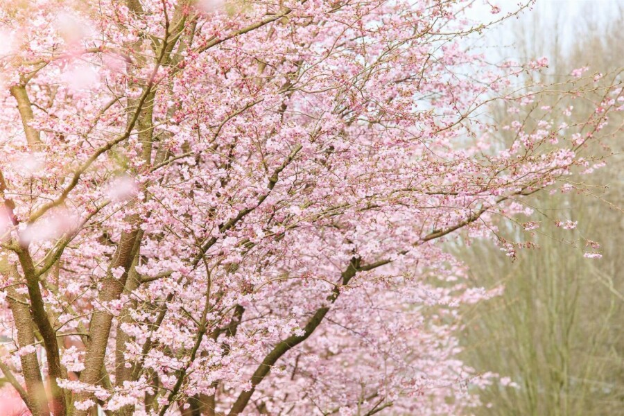 Prunus 'Accolade' ST 80-100 P/K Prunus 'Accolade' Strauch 80-100