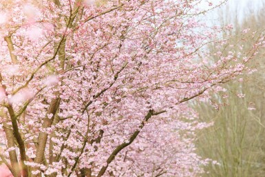 Prunus 'Accolade' ST 80-100 P/K Prunus 'Accolade' Strauch 80-100