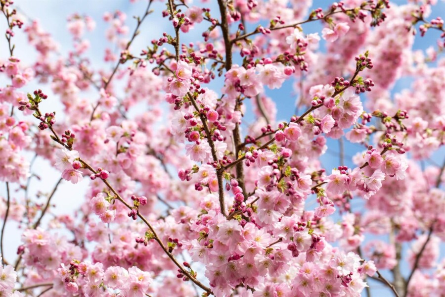 Prunus 'Accolade' ST 80-100 P/K Prunus 'Accolade' Strauch 80-100