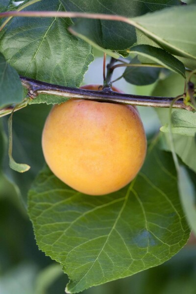 Prunus armeniaca hoogstam Prunus armeniaca hoogstam