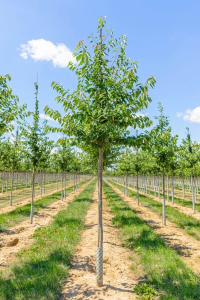 Prunus avium Prunus avium