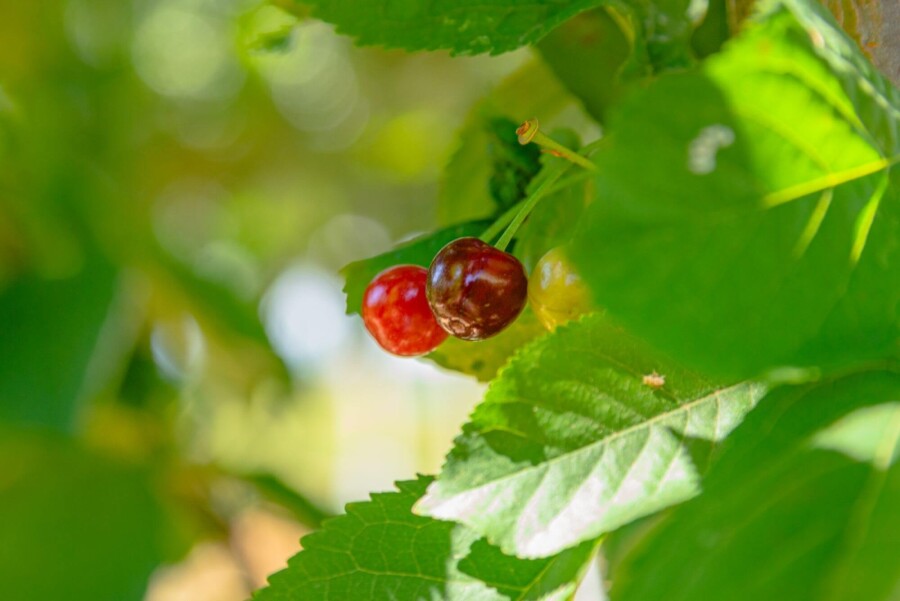 Prunus avium Prunus avium