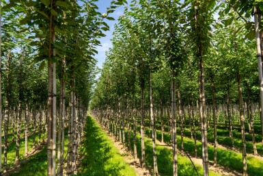 Prunus avium HO 10/12 P/K Prunus avium Hochstamm 10/12