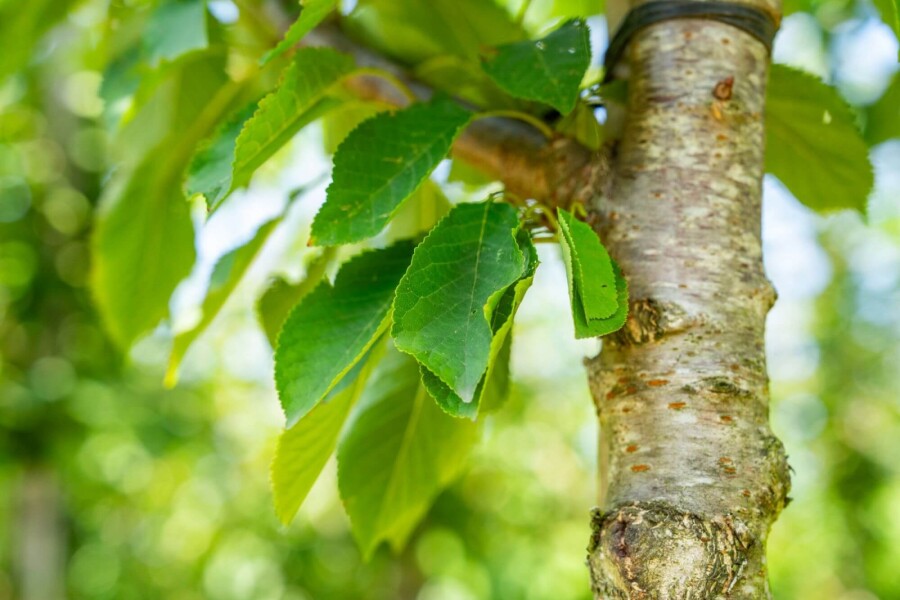 Prunus avium HO 10/12 P/K Prunus avium Hochstamm 10/12