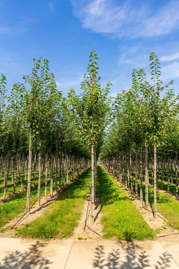 Prunus avium HO 10/12 P/K Prunus avium Hochstamm 10/12