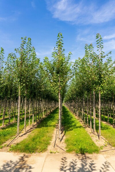 Prunus avium Hochstamm Prunus avium Hochstamm
