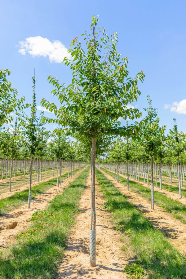 Prunus avium HO 10/12 P/K Prunus avium Hochstamm 10/12