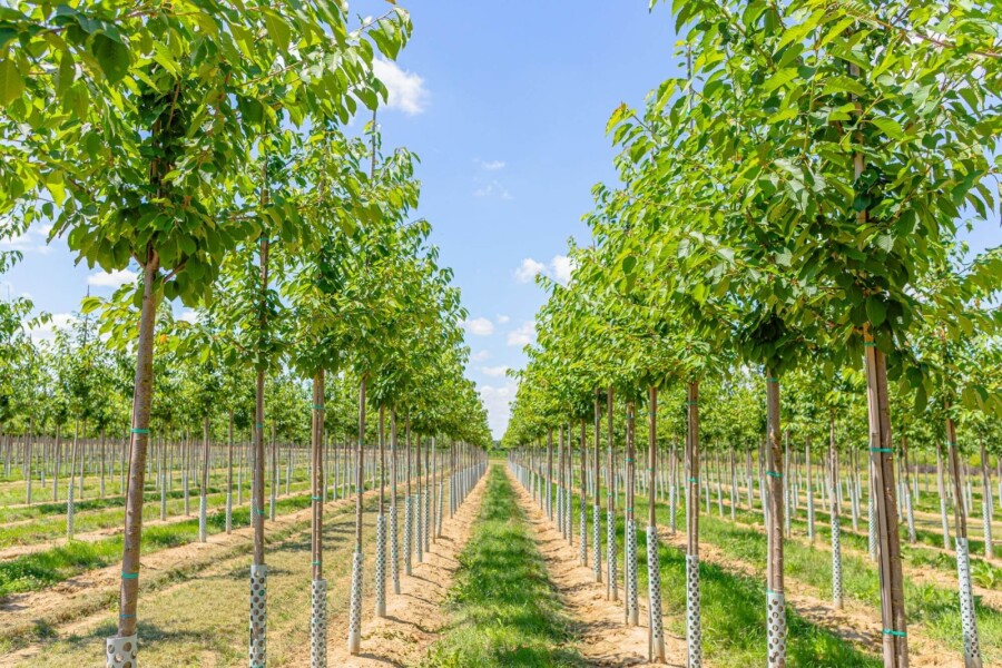 Prunus avium HO 10/12 P/K Prunus avium Hochstamm 10/12