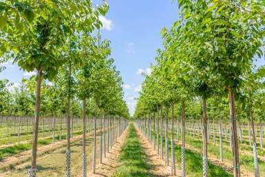 Prunus avium HO 10/12 P/K Prunus avium Hochstamm 10/12